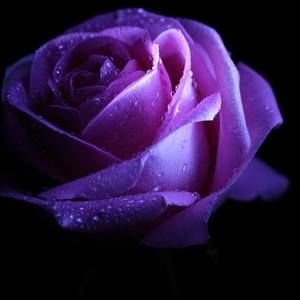 Meet your Posher, Da